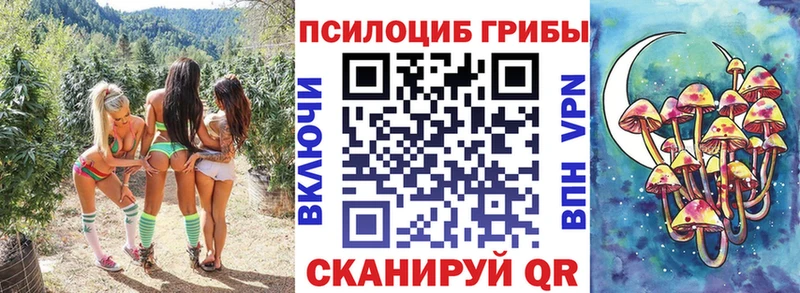 Псилоцибиновые грибы Psilocybe  Нальчик 
